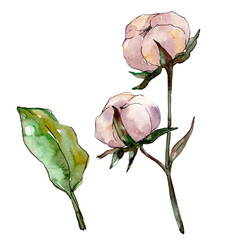 Fototapeta premium Cotton floral botanical flower. Watercolor background illustration set. Isolated cotton illustration element.