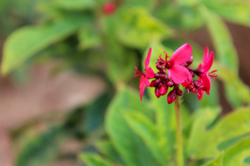 Fototapeta premium Beautiful Red flowers in bloom