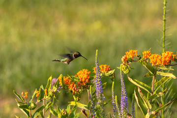 The Ruby-throated hummingbird (Archilochus colubris) drinks nectar from a flowering Butterfly Weed (Asceptlias tuberosa) © Denny