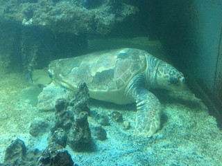 Obraz na płótnie Canvas turtle on coral reef