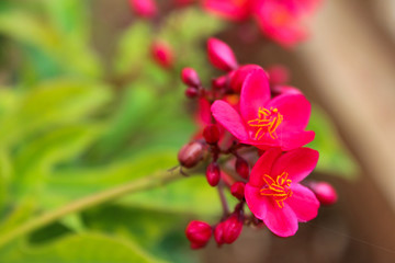 Beautiful Red flowers in bloom
