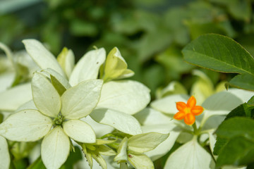 Beautiful white flower in full bloom