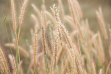 close-up of long grass moving in wind. meadow reed background.