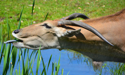 The common eland, also known as the southern eland or eland antelope, is a savannah and plains...