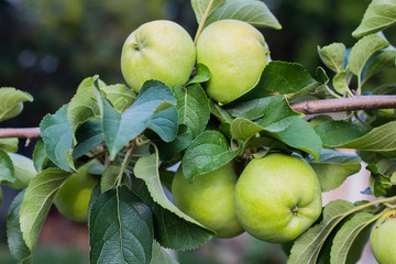 green apples on a tree