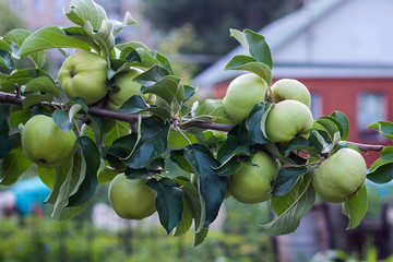 green apples on a tree