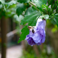 Closed Flower with Bee #2