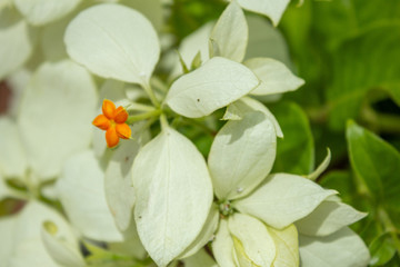 Beautiful white flower in full bloom