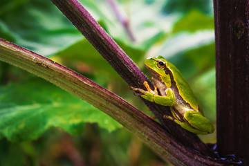 Green tree frog on burdock stalk