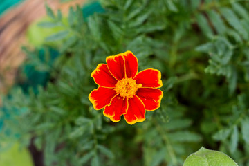 Fiery red Tagetes flower. Orange Tagetes Marigolds patula flower