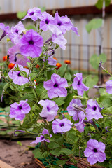 Petunia plant with lilac flowers