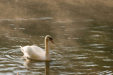 Swan floating on the lake at sunrise.