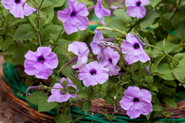 Petunia plant with lilac flowers