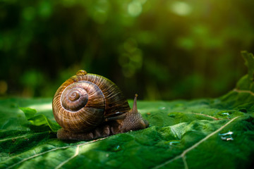 Large  snail on green burdock leaf