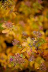 Flowers in the garden in autumn