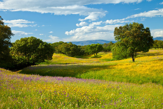 Dehesa de Encinas en primavera, Parque Nacional de Monfrag&uuml;e, C&aacute;ceres, Extremadura, Espa&ntilde;a
