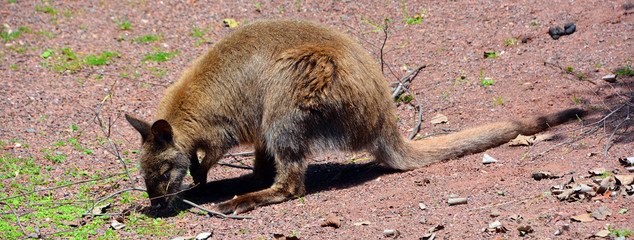 Wallaby is any animal belonging to the family Macropodidae that is smaller than a kangaroo and...