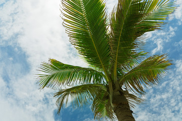 View of the crown of a palm tree from below