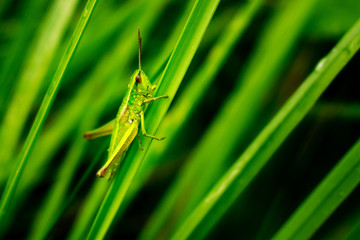 Grasshopper on grass leaf