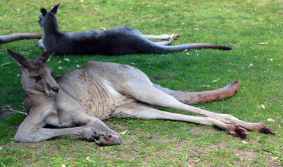 Kangaroo is a marsupial from the family Macropodidae (macropods, meaning 'large foot'). © Daniel Meunier