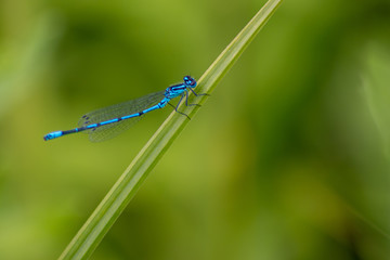 Strahlend blaue Azurjungfer posiert auf einem Schilfblatt vor grünem Hintergrund mit viel copy space für ein Insekten-Portrait mit Profilansicht