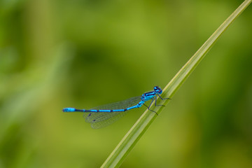 Strahlend blaue Azurjungfer posiert auf einem Schilfblatt vor grünem Hintergrund mit viel copy space für ein Insekten-Portrait mit Profilansicht