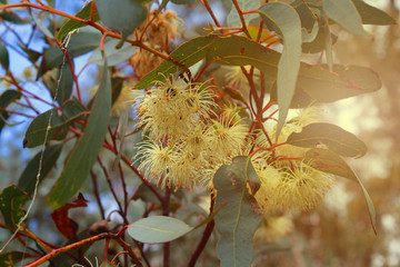 Burracoppin mallee flowers (Eucalyptus burracoppinensis) a tree endemic to Western Australia