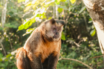 Wild monkey in the jungle. Primate Macaco Prego - Sapajus gender. Brazilian - south american animal.