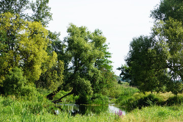 Forest River flowing from Belovezhskaya Pushcha. Unesco heritage
