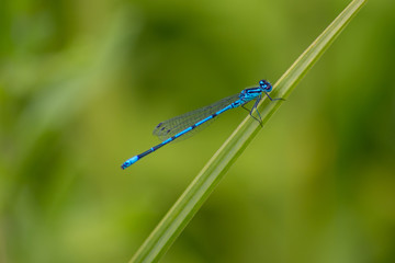 Strahlend blaue Azurjungfer posiert auf einem Schilfblatt vor grünem Hintergrund mit viel copy space für ein Insekten-Portrait mit Profilansicht