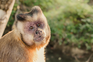 Profile of a wild monkey in the jungle aligned to the left with space for text on the right. Primate Macaco Prego - Sapajus. Brazilian - South American animal.