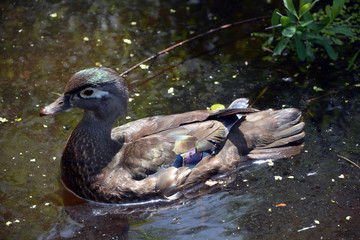 Wood Duck or Carolina Duck (Aix sponsa) is a species of duck found in North America. It is one of...