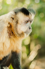 Profile of a wild monkey in the jungle. Primate Macaco Prego (nail monkey), Sapajus. Brazilian -...