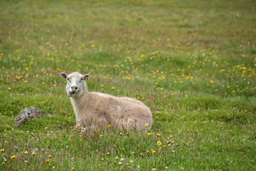 Fototapeta premium Little Sheep siting in the grass field in the summer.in Iceland 
