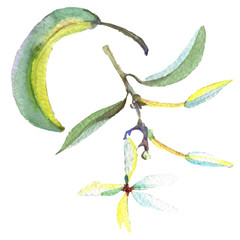 Olive branch with black and green fruit. Watercolor background illustration set. Isolated olives illustration element.