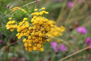 Tansy flowers growing on a summer meadow. Tanacetum vulgare, wild yellow flower close up, medicinal plant