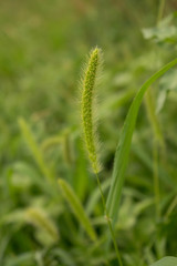 Grass high green plant field for design background