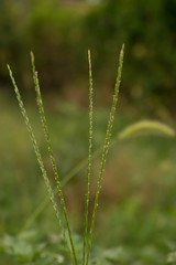 Fototapeta na wymiar Grass high green plant field for design background
