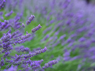 Field of lavender