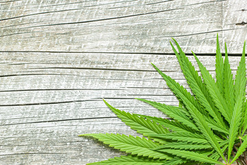 Marijuana cannabis leaves.