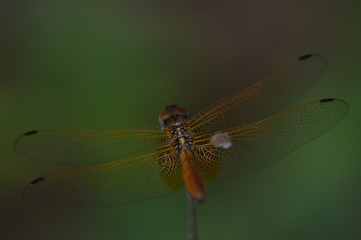 Dragonfly