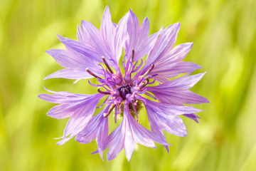 Beautiful light blue cornflower in sunny summer garden. Bright knapweed with lush blue petals. Close-up.