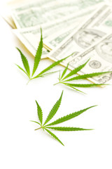 Marijuana cannabis leaves and dollar banknotes.