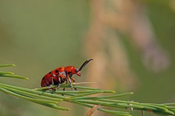 Spargelkäfer