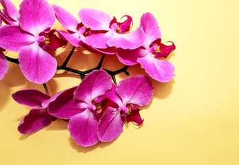 Fototapeta na wymiar Pink Orchid (phalaenopsis) brench on a golden paper background. Beautiful indoor flowers close-up. Gift.