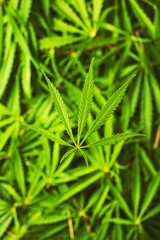 Fototapeta na wymiar Marijuana cannabis leaves.