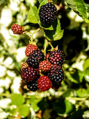 cluster blackberries hanging on the branch