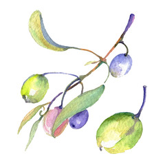 Olive branch with black and green fruit. Watercolor background illustration set. Isolated olives illustration element.