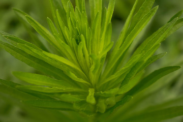 Grass high green plant field for design background