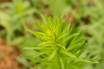 Grass high green plant field for design background